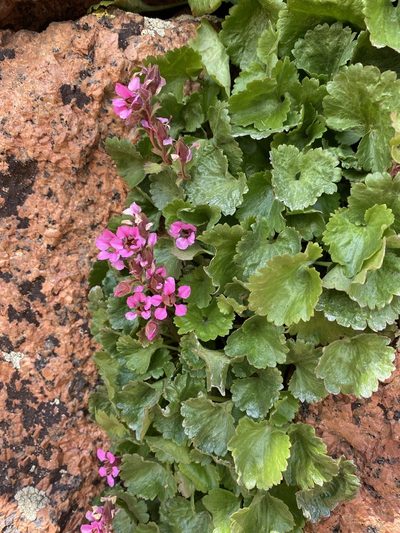 Telesonix jamesii, photographed by Matt Berger