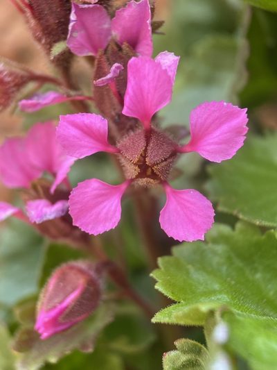Telesonix jamesii, photographed by Matt Berger