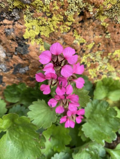 Telesonix jamesii, photographed by Matt Berger