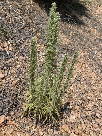 Oreocarya virgata, photographed by Matt Berger