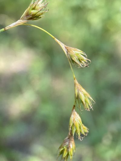 Carex praticola, photographed by Matt Berger