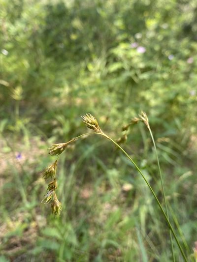 Carex praticola, photographed by Matt Berger