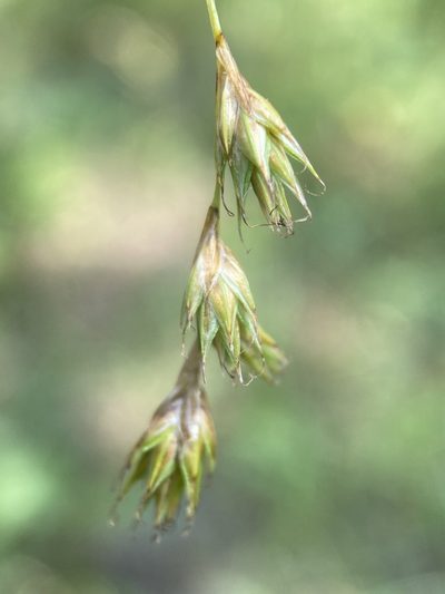 Carex praticola, photographed by Matt Berger