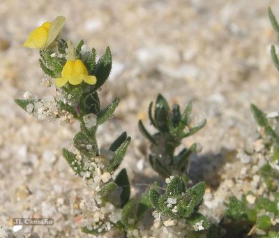 Linaria arenaria, photographed by José Luis Camaño