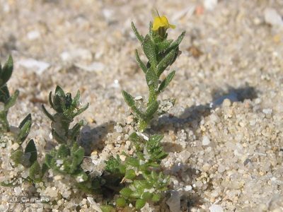 Linaria arenaria, photographed by José Luis Camaño