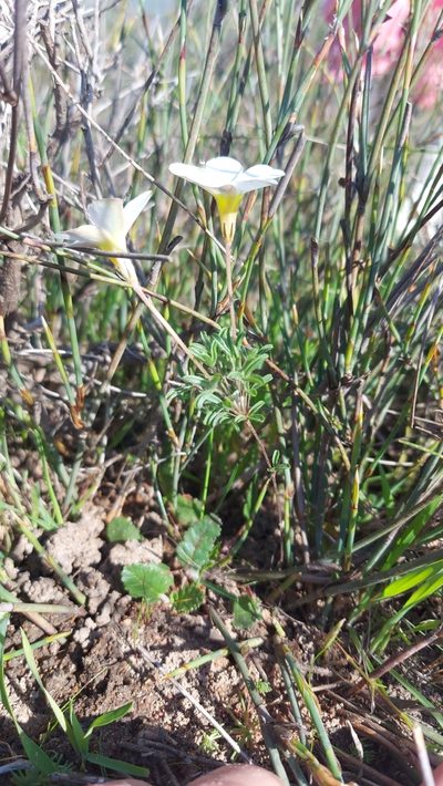 Oxalis argyrophylla, photographed by Jacques van der Merwe