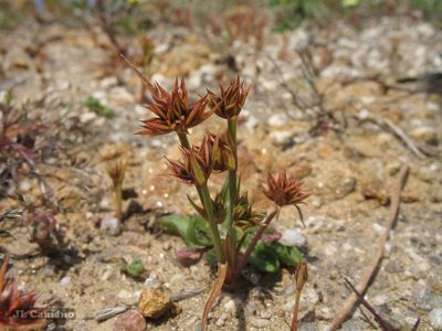 Juncus capitatus, photographed by José Luis Camaño