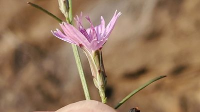 Stephanomeria tenuifolia, photographed by Craig Martin