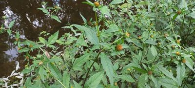 Bidens tripartita, photographed by Viacheslav Shalisko