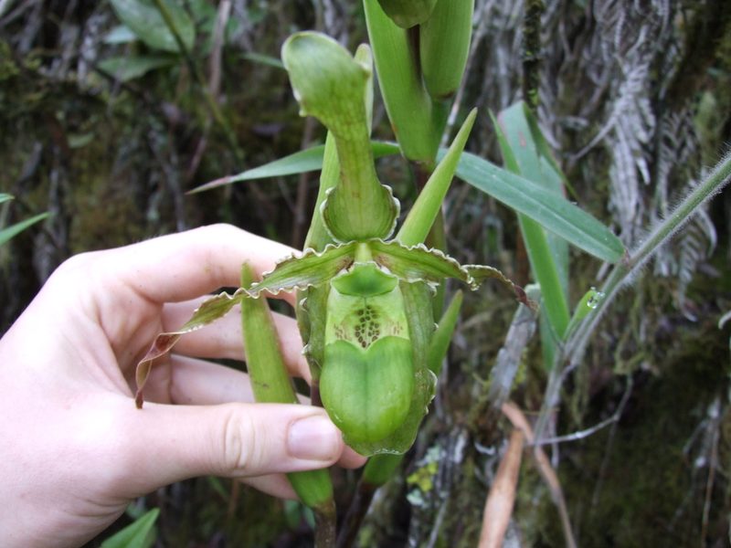 Phragmipedium boissierianum, photographed by Thibaud Aronson