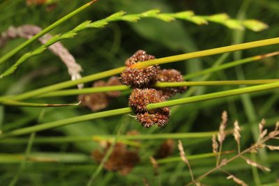 Juncus conglomeratus, photographed by Stephen James McWilliam