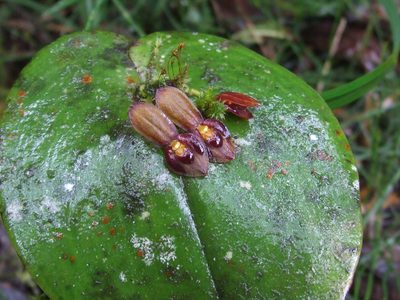 Pleurothallis cordata, photographed by Thibaud Aronson