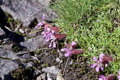 Saponaria pumila, photographed by Dario Taraborelli