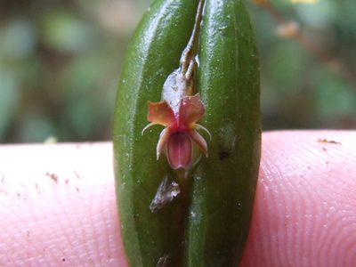 Lepanthes mucronata, photographed by Thibaud Aronson