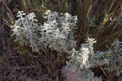 Mercurialis tomentosa, photographed by Tim Johnson