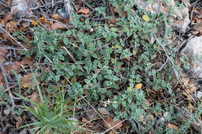 Helianthemum marifolium, photographed by Tim Johnson