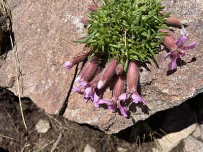 Saponaria pumila, photographed by Dario Taraborelli