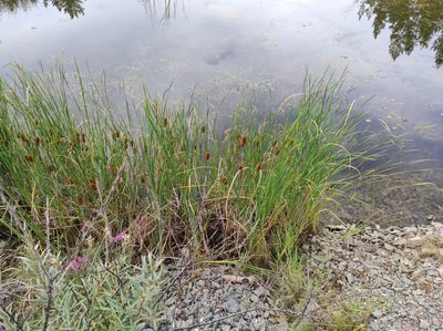 Typha laxmannii, photographed by Valentin Kosterin