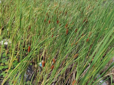 Typha laxmannii, photographed by Valentin Kosterin