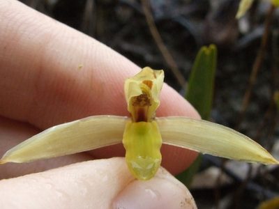 Maxillaria acuminata, photographed by Thibaud Aronson