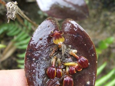 Pleurothallis cordata, photographed by Thibaud Aronson