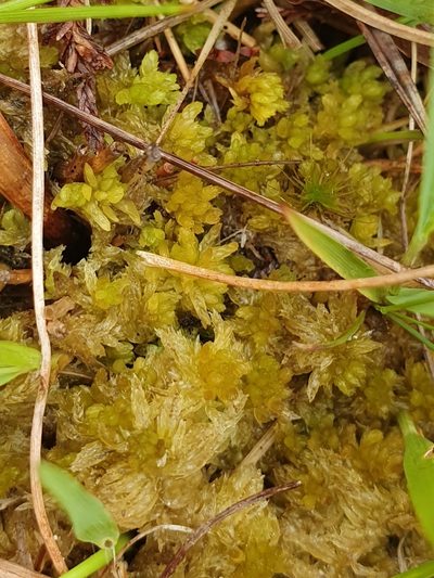 Sphagnum tenellum, photographed by Jonathan Hughes