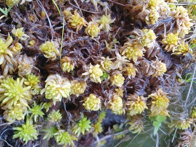 Sphagnum denticulatum, photographed by Jonathan Hughes