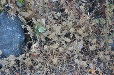 Lepidium heterophyllum, photographed by Liam Steele