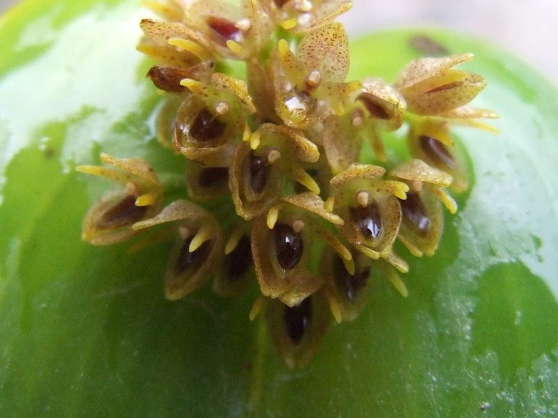 Pleurothallis canaligera, photographed by Thibaud Aronson