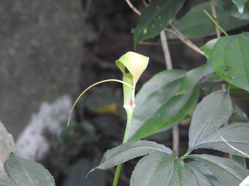 Arisaema tortuosum, photographed by Raja bandi