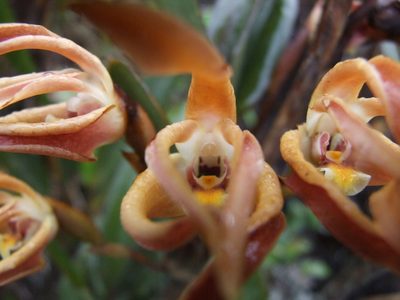 Maxillaria floribunda, photographed by Thibaud Aronson