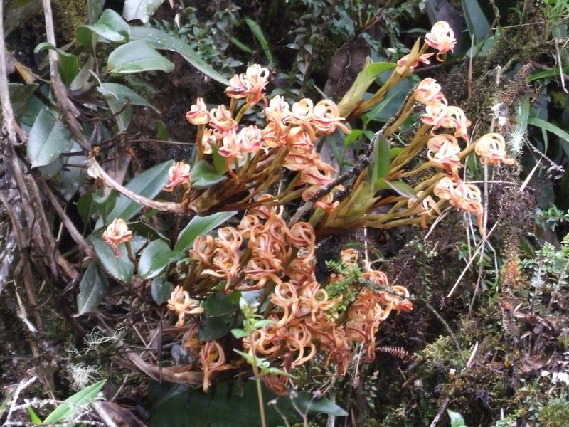 Maxillaria floribunda, photographed by Thibaud Aronson