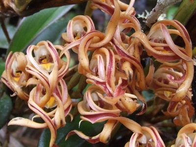 Maxillaria floribunda, photographed by Thibaud Aronson