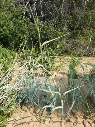 Andropogon hallii, photographed by Shaan Aroeste