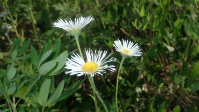 Erigeron coulteri, photographed by My-Lan Le