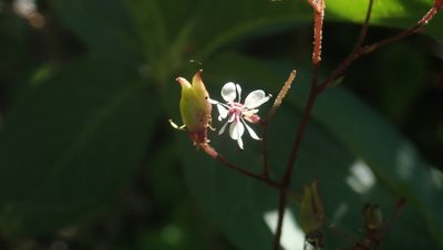 Micranthes odontoloma, photographed by My-Lan Le