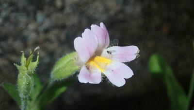 Erythranthe erubescens, photographed by My-Lan Le