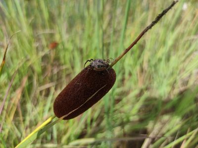 Typha laxmannii, photographed by Valentin Kosterin