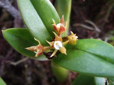 Prosthechea pygmaea, photographed by Thibaud Aronson