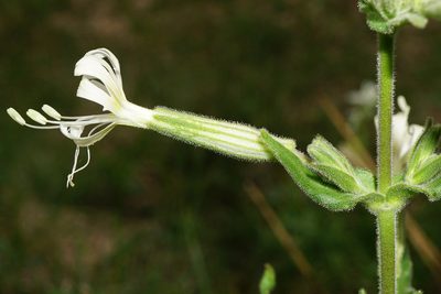 Silene viscosa, photographed by Patrick Hacker