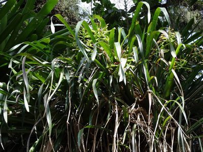 Billbergia distachia, photographed by Bruno Henrique Aranda