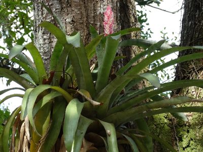 Aechmea distichantha, photographed by Bruno Henrique Aranda