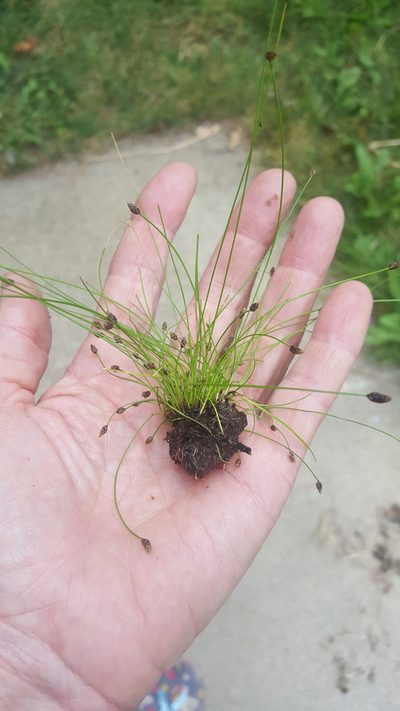 Eleocharis ovata, photographed by Norma Malinowski