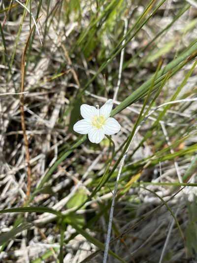 Parnassia parviflora, photographed by Matt Berger