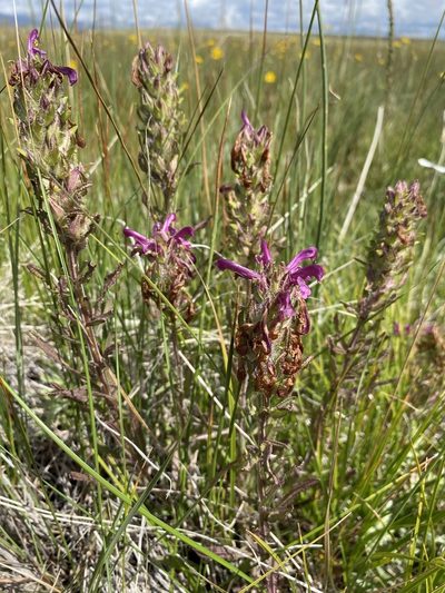 Pedicularis crenulata, photographed by Matt Berger