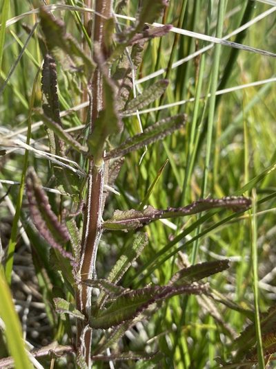 Pedicularis crenulata, photographed by Matt Berger