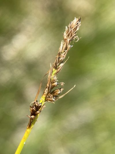 Carex simpliciuscula, photographed by Matt Berger