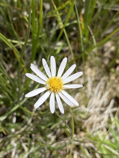 Almutaster pauciflorus, photographed by Matt Berger