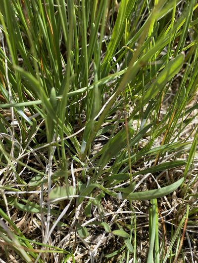 Almutaster pauciflorus, photographed by Matt Berger