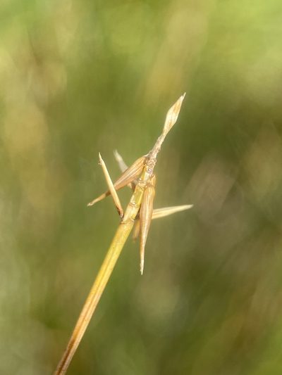 Carex microglochin, photographed by Matt Berger